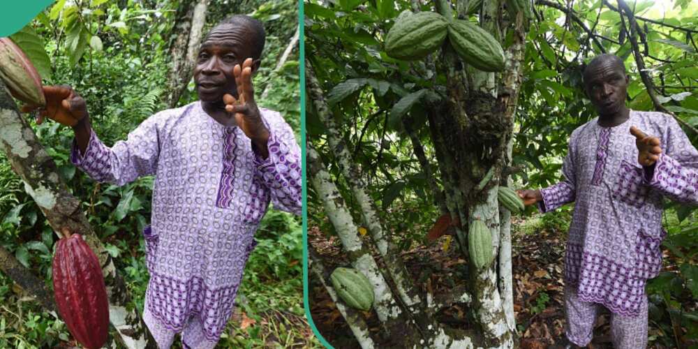 Amid economic hardship, Nigerian family reportedly make N10 million from selling cocoa