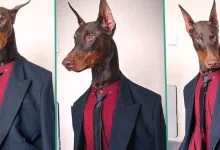 "He is Gentle": Man Wears His Dog Suit and Tie Like Human Being, Video Goes Viral on TikTok
