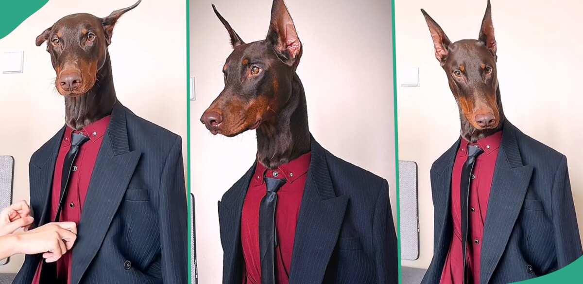 "He is Gentle": Man Wears His Dog Suit and Tie Like Human Being, Video Goes Viral on TikTok