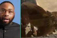 Man in Canada narrates his ordeal as tiger enters his room at night