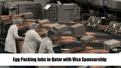 Egg Packing Jobs in Qatar with Visa Sponsorship
