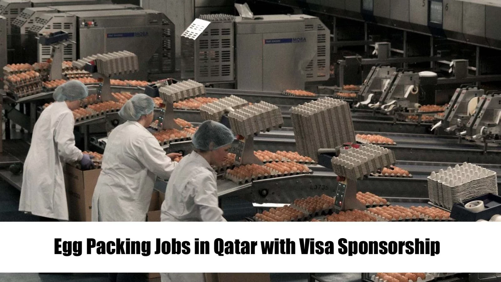 Egg Packing Jobs in Qatar with Visa Sponsorship