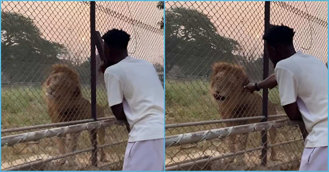 Ghanaian Man Attempts To Interview Lion, Hurries Off As The Animal Stares At Him, Video Trends