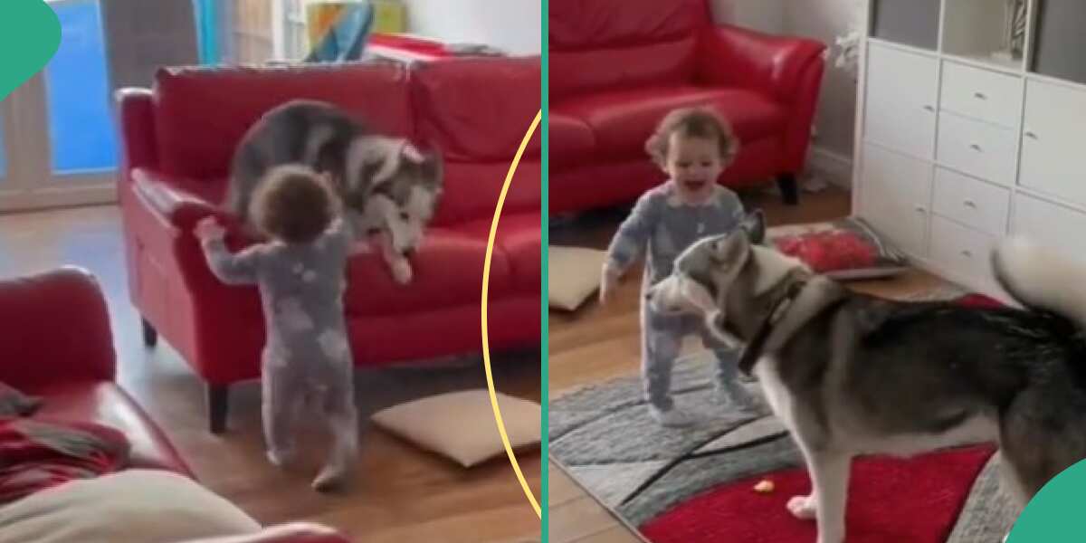 "Both of Them Are Funny”: Dog Plays With Little Baby in the Living Room, Runs Around the Place