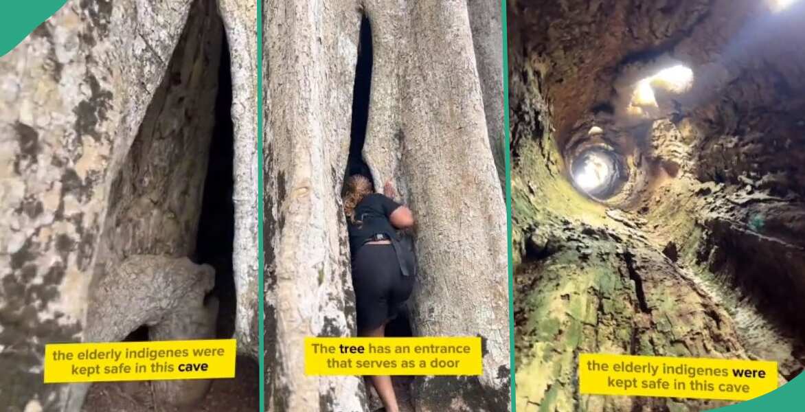 Nigerian lady enters unusual tree with door, shares video of its large interior