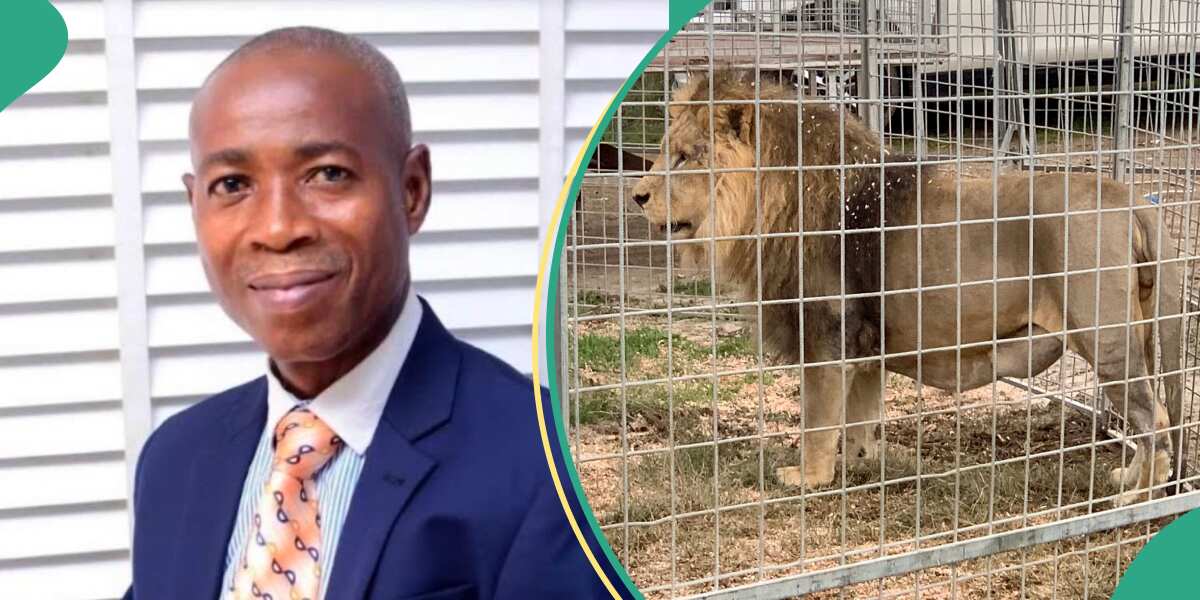 Just In: Hunters kill lion responsible for OAU zookeeper's death