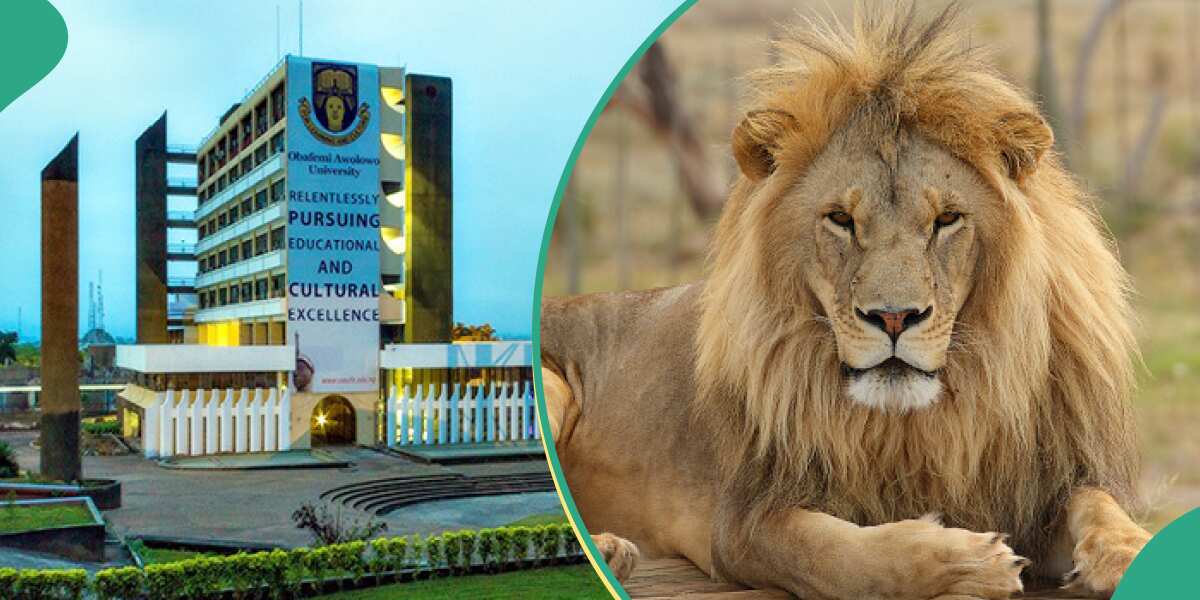 Another OAU Staff Injured by Lion, NANTSU Shares Details