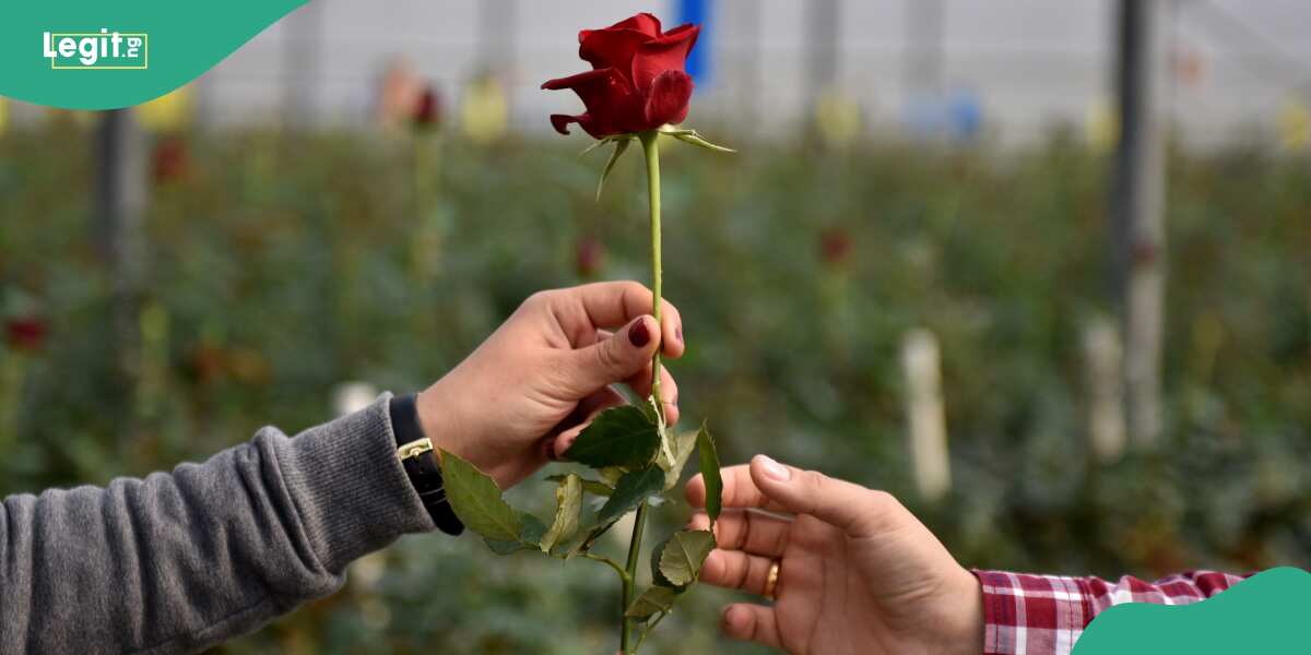 Uzbek, India, Saudi Arabia and 4 countries where Valentine's Day is illegal