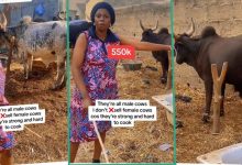 "Won't it kick you?" Lady who sells live cows proudly shows them off in video