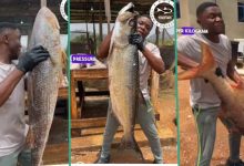 "They are very expensive": Nigerian fish farmer showcases dotted stingray, sea c...