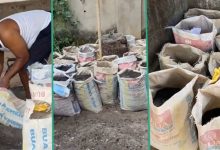 "My family won't be hungry": Man plants yam in cement bags inside his compound