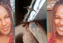 "It's Like Farm": Lady Visits Boyfriend's House, Sees Tubers of Yam Growing Tendrils in His Kitchen
