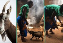 "Cost of Living Affecting Animals": Sad Goat Nodes Woman Who Refused to Give it Boiled Rice to Eat