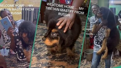"This Dog Costs Over N8 Million": Nigerian Man Imports Tibetan Mastiff from Russia, Video Goes Viral
