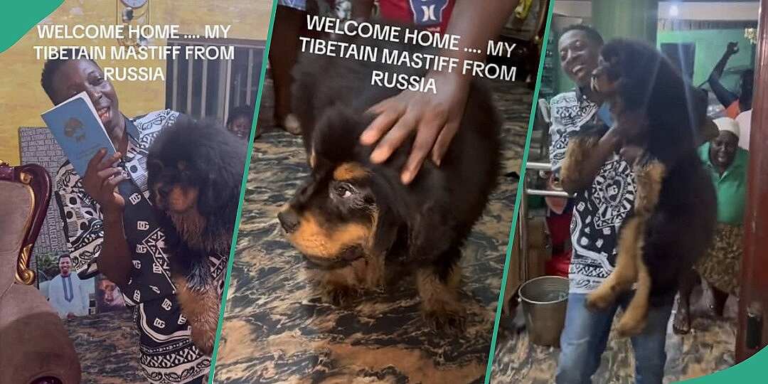 "This Dog Costs Over N8 Million": Nigerian Man Imports Tibetan Mastiff from Russia, Video Goes Viral