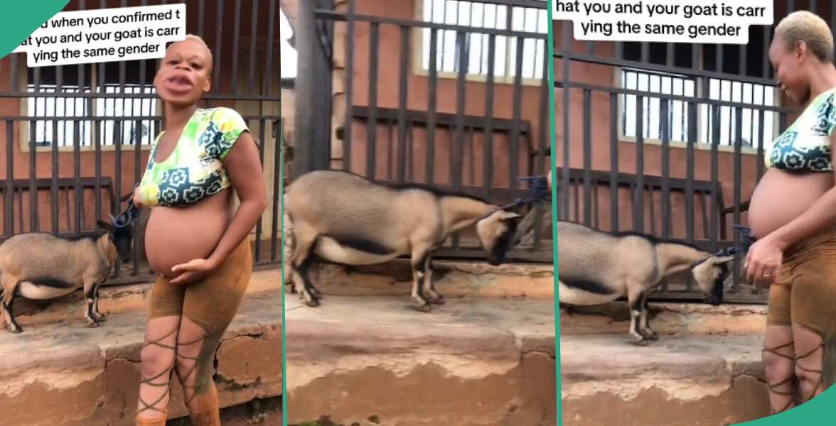 Lady Excited after Finding out She and Goat are Pregnant With Same Gender, Celebrates in Video