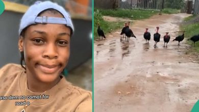Lady Runs With Speed and Fear As She is Pursued By 8 Turkeys That Blocked Street Road