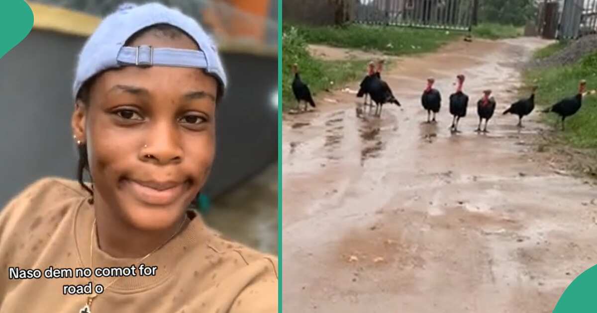Lady Runs With Speed and Fear As She is Pursued By 8 Turkeys That Blocked Street Road