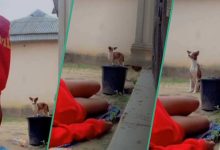 Girl Disappointed in Her 'Ekuke' Dog after Falling to the Ground to See How It Would React