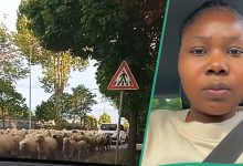 Nigerian Lady Captures Shepherd and His 3,000 Animals in European City Streets