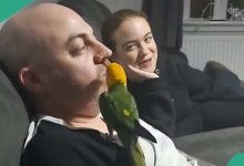 Trained Parrot Feeds Man Chips, Takes It from His Lap, and Places It in His Mouth