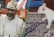 “Pls, It Is Coming”: Dino Melaye Begs As Lion Cub Approaches Him at Friend’s House, Video Goes Viral