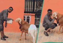 Nigerian Man Takes Care of His Big Ram, Becomes Emotional Ahead of Upcoming Eid