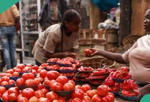 Lady Shares New Price of Tomatoes and Peppers in Jos, Advises Nigerians against Being Cheated