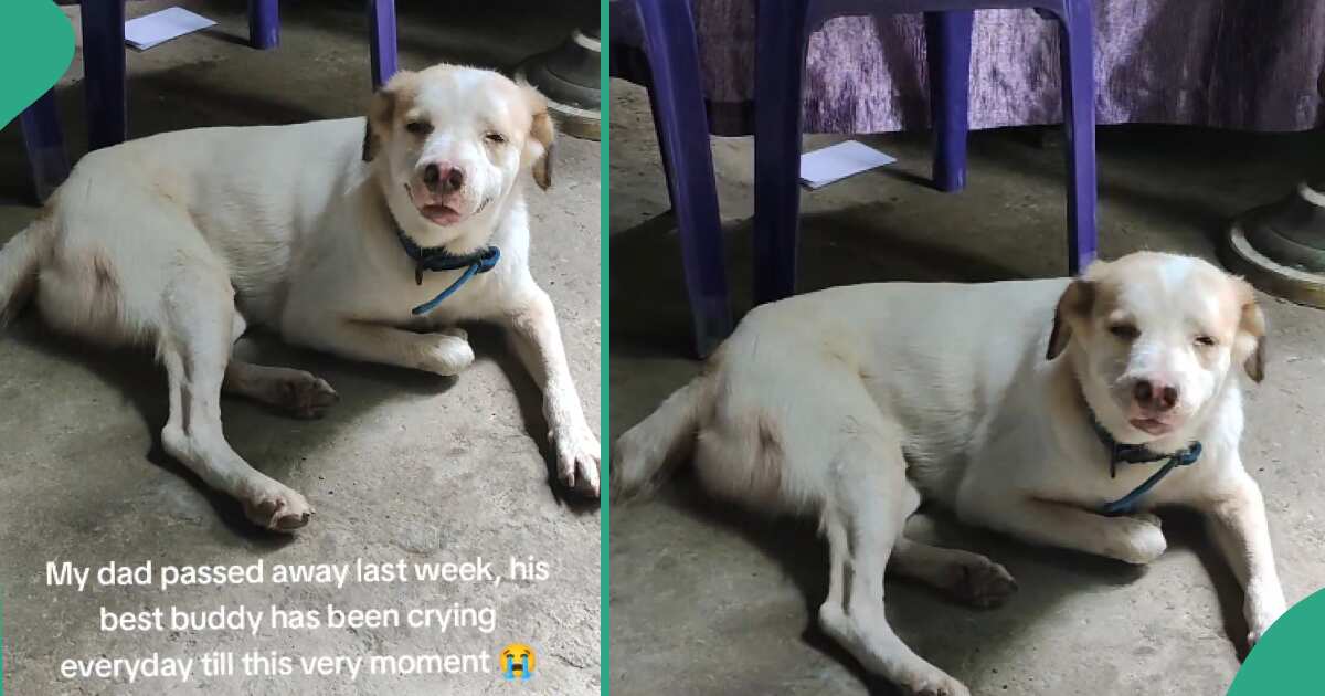Grief-stricken Pet Dog Falls Sick With Distemper Days After Death of its Owner, Mourns Like Humans